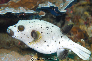 Portrait of a Blackspotted Pufferfish (Arothon nigropunct... by Alberto Romeo 